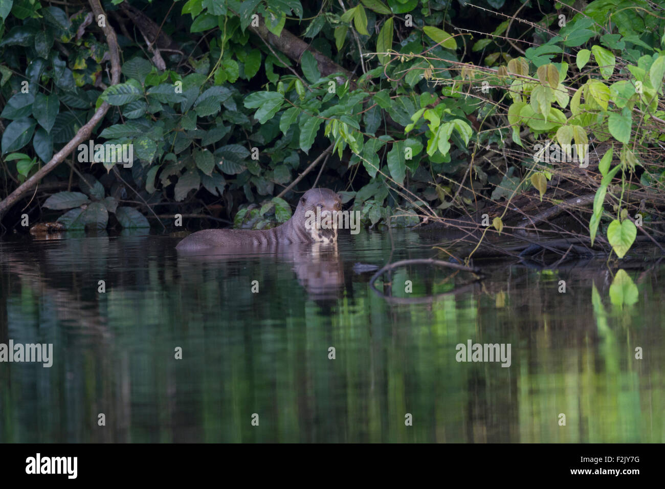 Eine riesige Fischotter Pteronura Brasiliensis, ein Ox-Bow Lake im peruanischen Amazonas-Becken Stockfoto