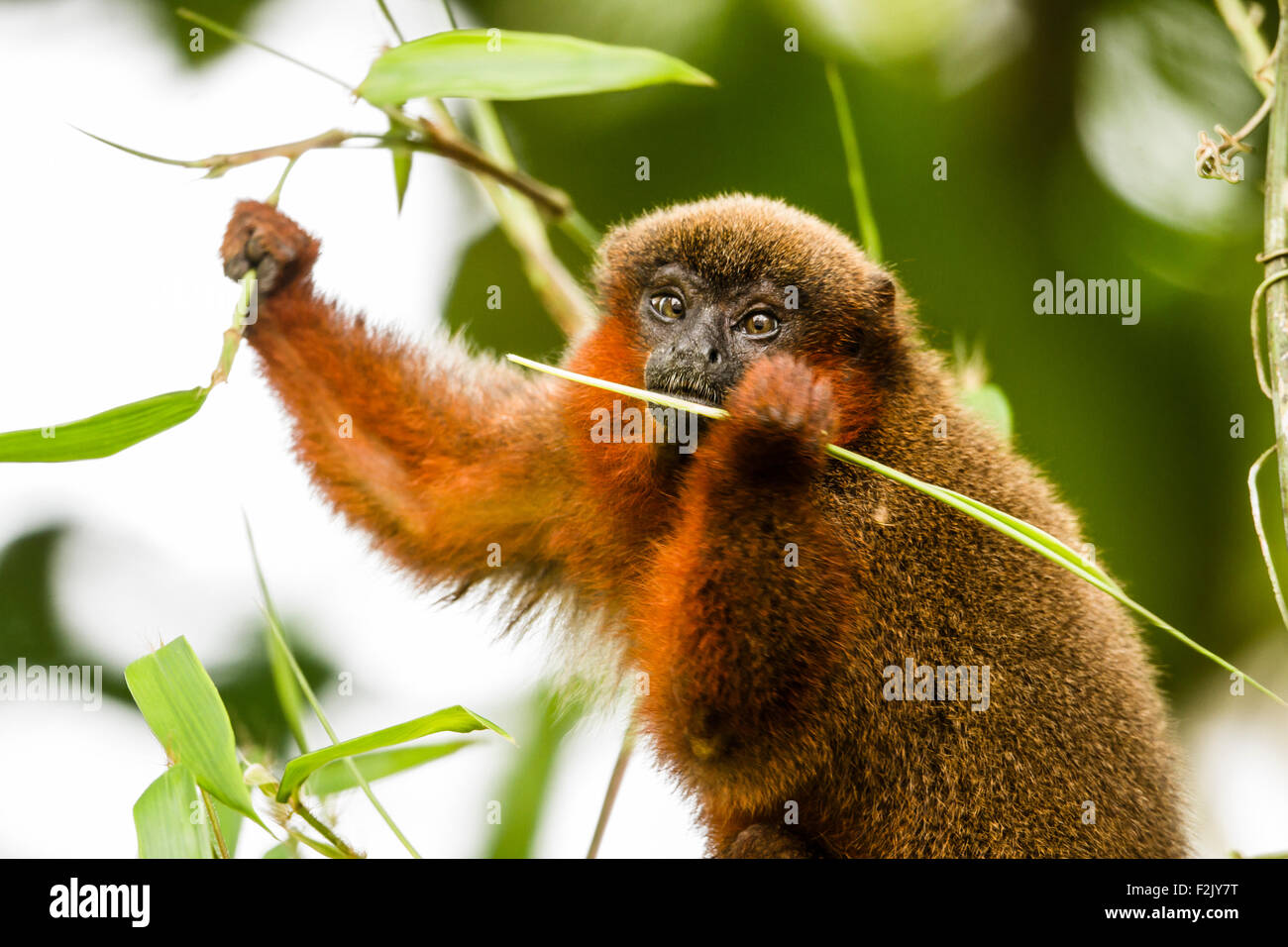 Altrosa Titi Affe Blätter zu essen und halten einen Zweig im Tambopata Bereich des peruanischen Amazonas-Becken Stockfoto