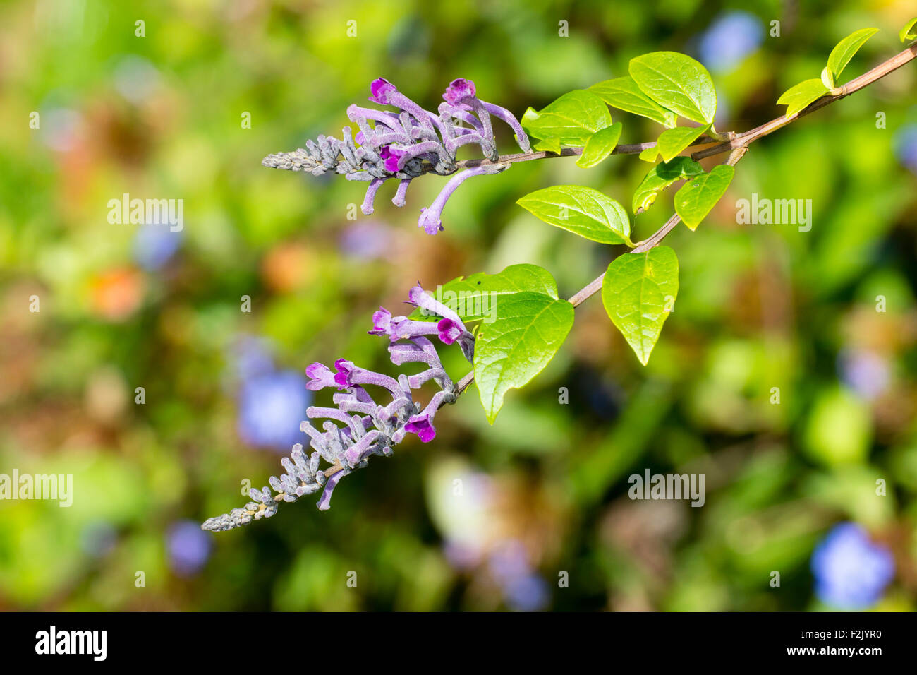 Aufstrebenden Blütentrauben von Hardy, Spätsommer blühen Buddleja lindleyana Stockfoto