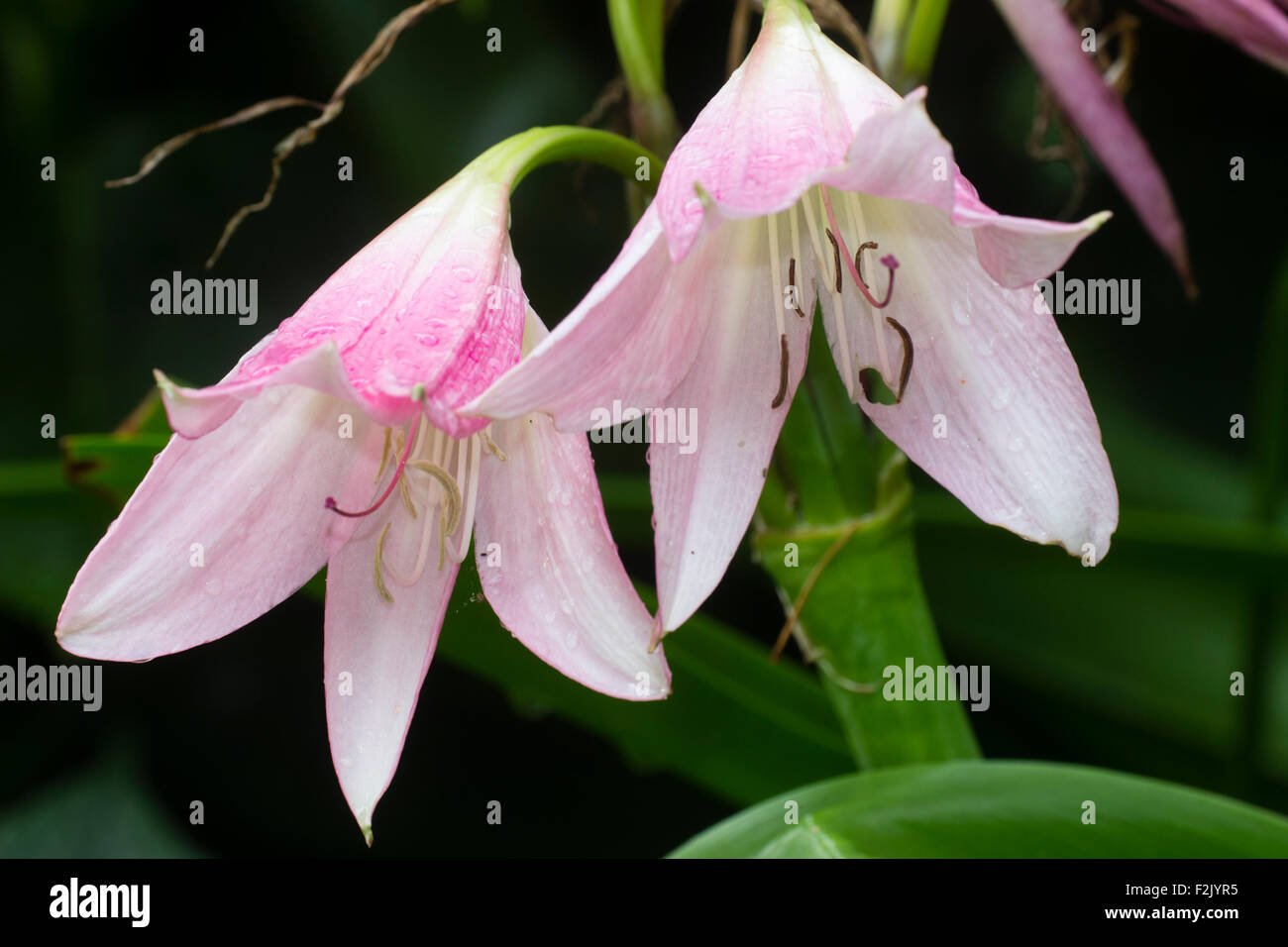 Zwei Blumen im Sommer Kopf der Hybrid-Kap-Lilie, Crinum x powellii Stockfoto