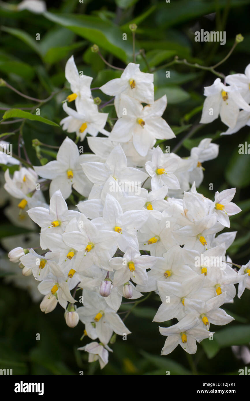 Weiße Kartoffel Blüten der Wintergrün Kletterer, Solanum Laxum "Album" Stockfoto