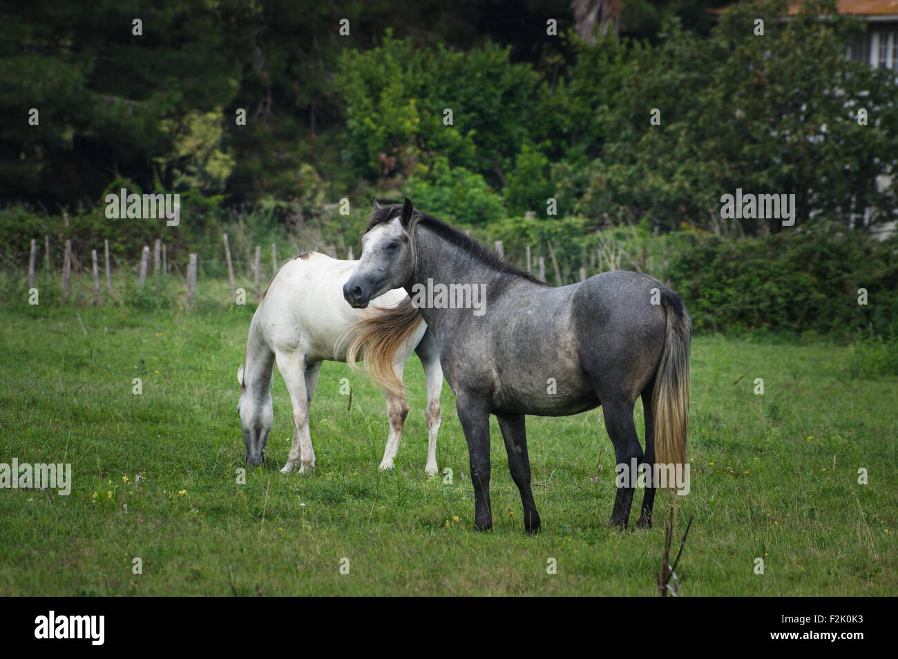 Weiß und braun-Camargue-Pferd stehend in die Sümpfe Natur behalten sich im Parc Regional de Camargue - Provence, Frankreich Stockfoto