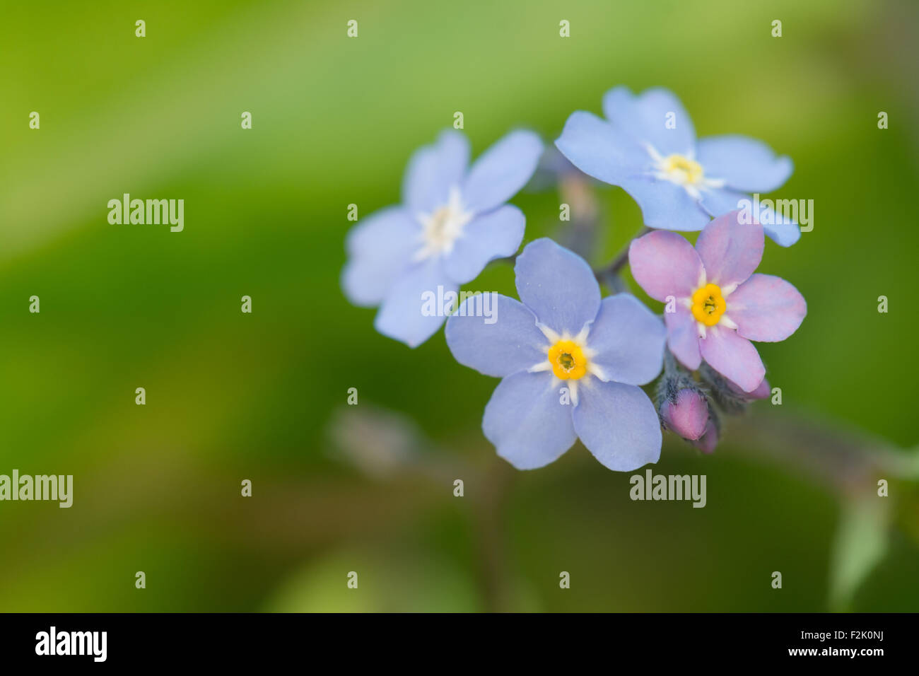Vergissmeinnicht (Myosotis) - kleine blaue und rosafarbene Frühlingsblume Stockfoto