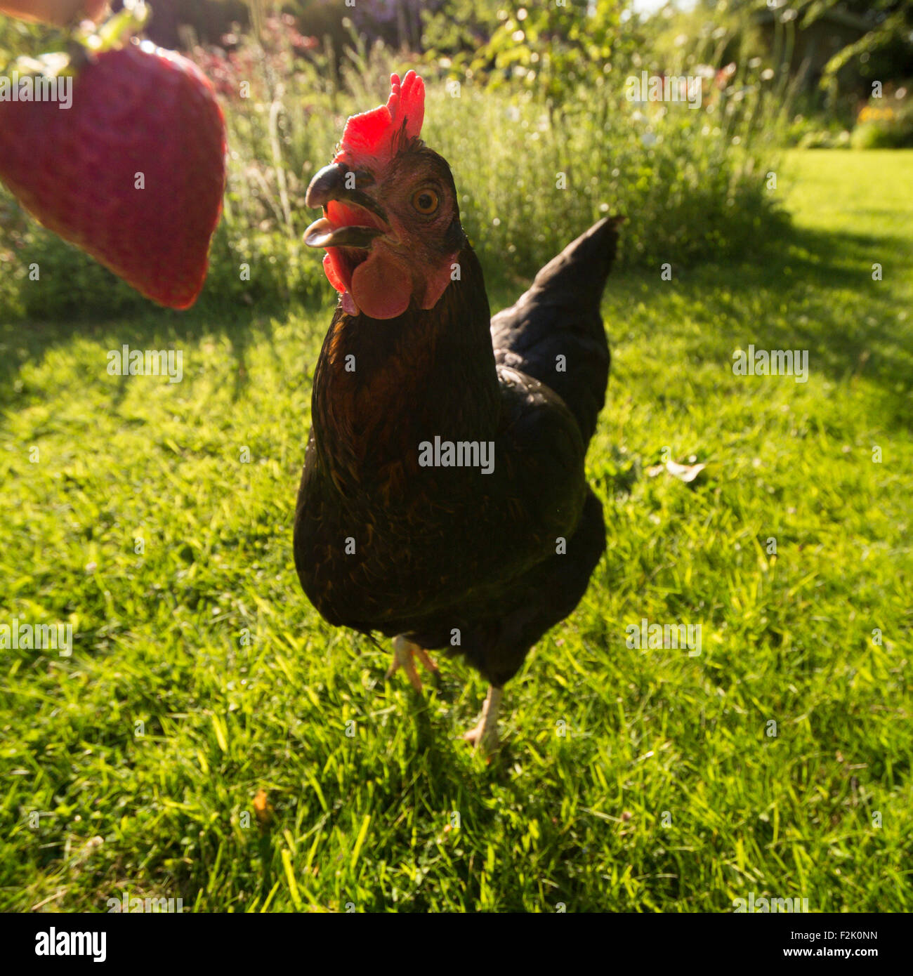 Weitwinkel-Porträt von schwarzen Haustier Huhn essen eine Erdbeere im Garten lustig Nahaufnahme Stockfoto