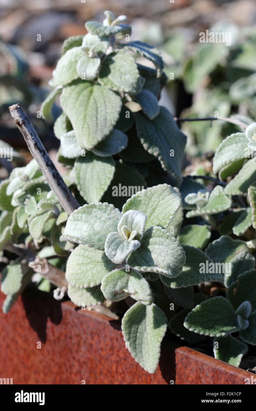 Nahaufnahme von Plectranthus Argentatus oder auch bekannt als Silber Plectranthus Stockfoto