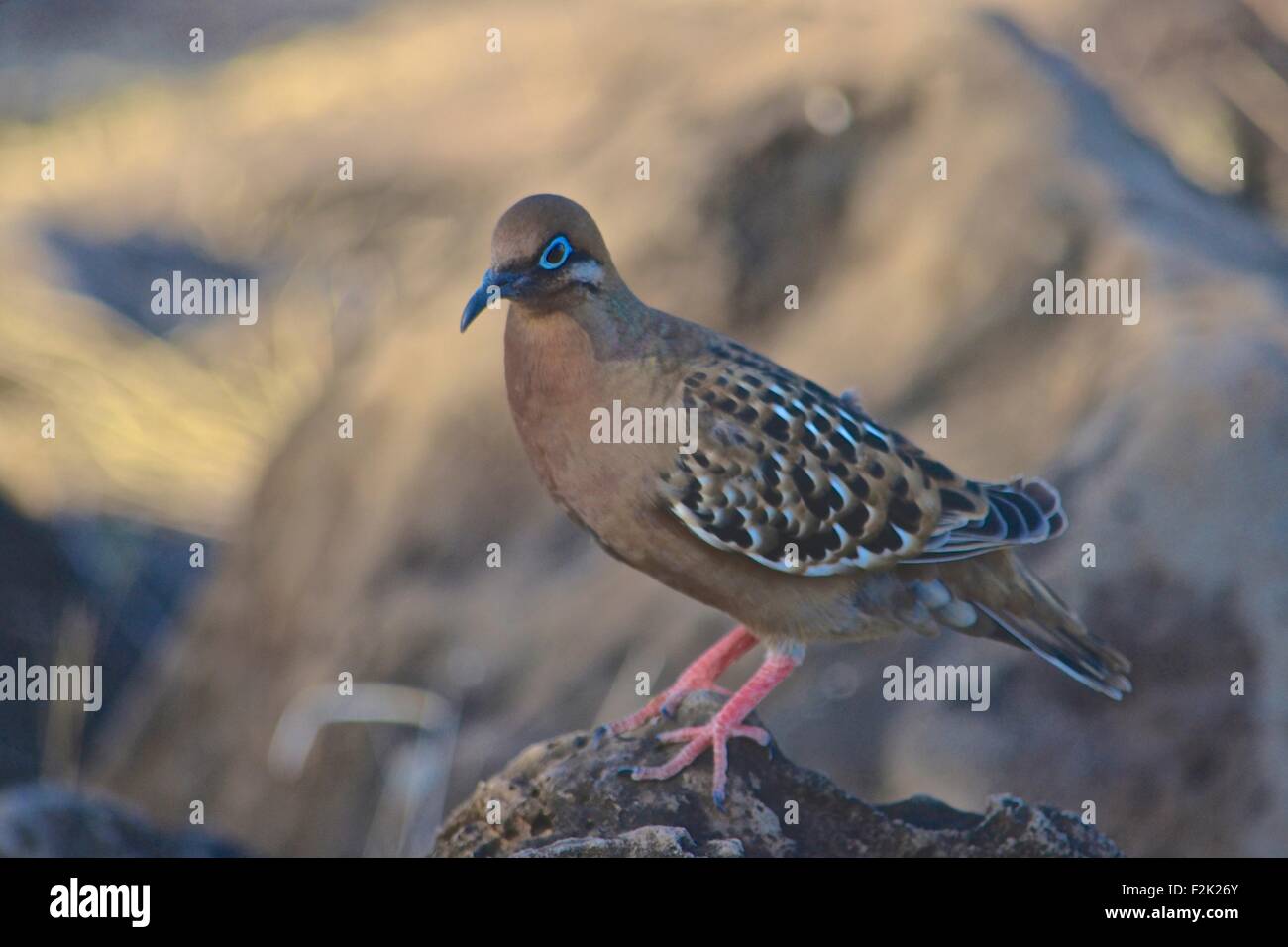 Die GalápagosTaube (Zenaida Galapagoensis) ist eine Art von Vogel in