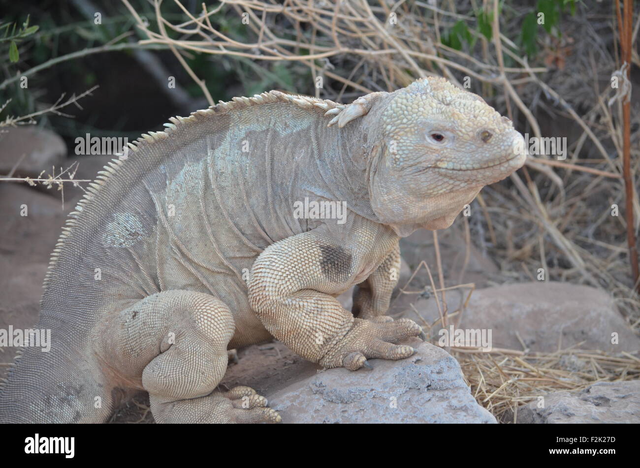 Ein Santa Fe Land Leguan, eine Art endemisch auf der Isla Santa Fe auf den Galapagos-Inseln Stockfoto