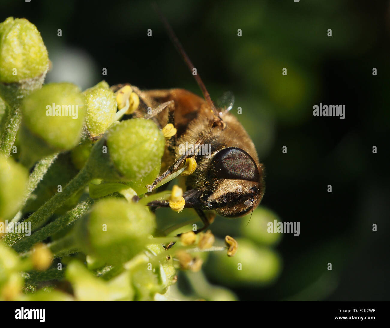 Eine Honigbiene nectaring auf einer Anlage in einen Englischen Garten Stockfoto