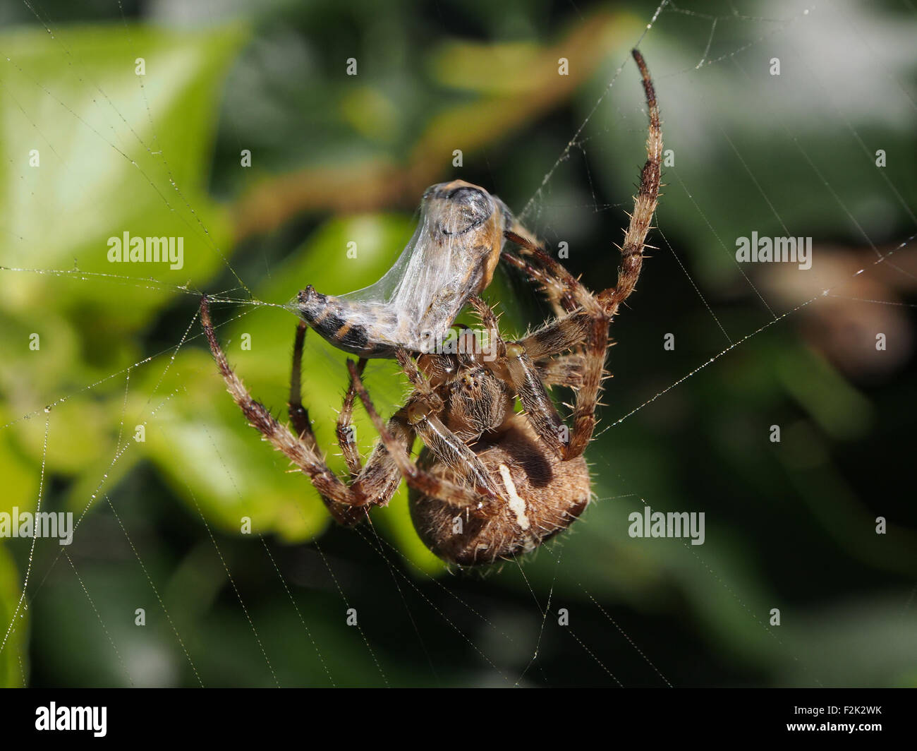 Eine Gartenkreuzspinne (Araneus Diadematus) wickelt ein Hoverfly in Seide Stockfoto