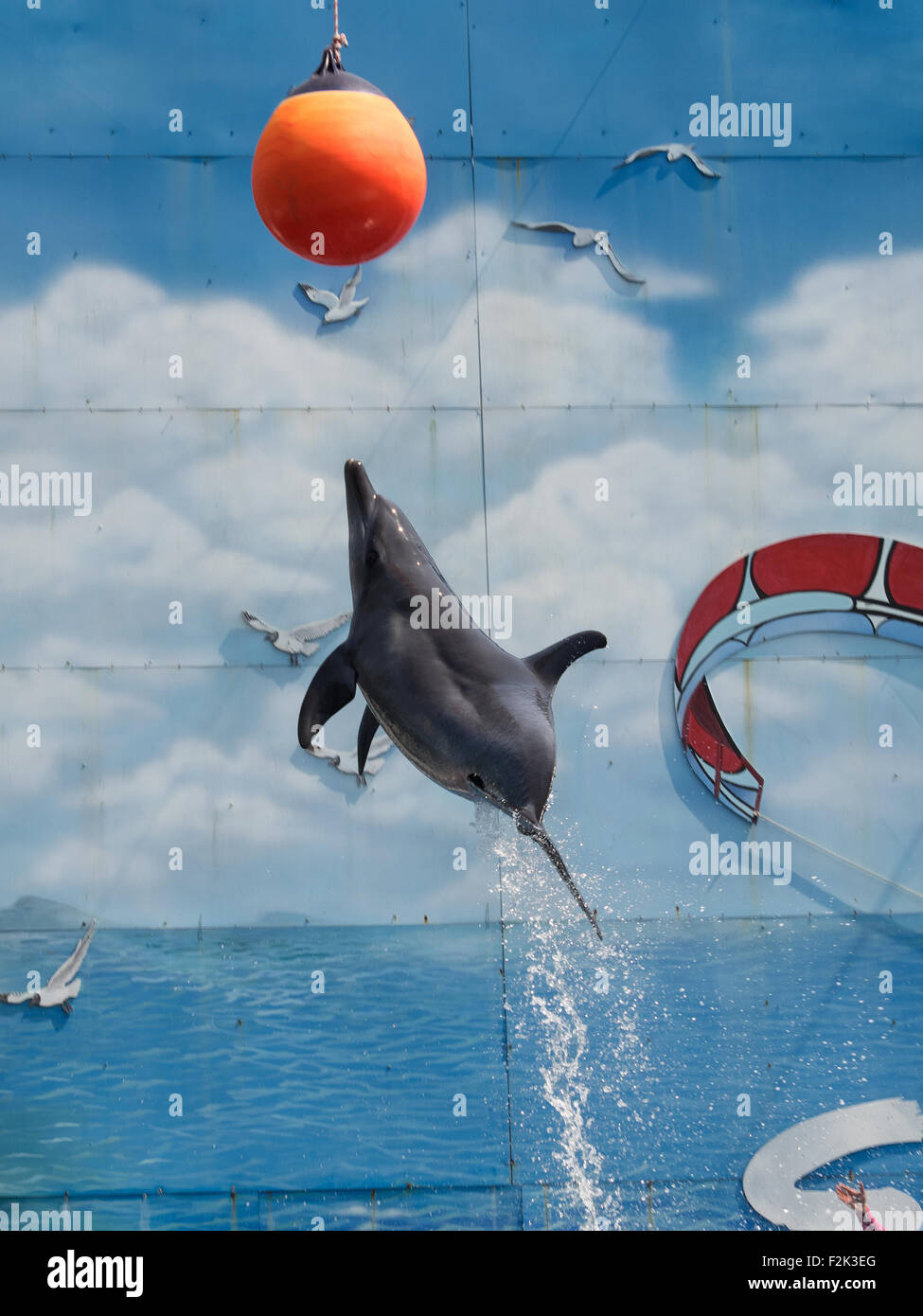 Ausgebildeten Delphin springen und spielen mit einem ball Stockfoto