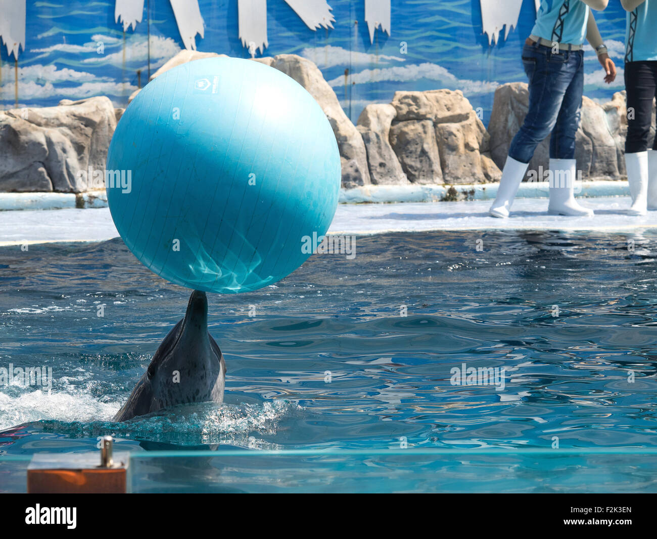 Ausgebildeten Delphin mit einem Ball spielen Stockfoto