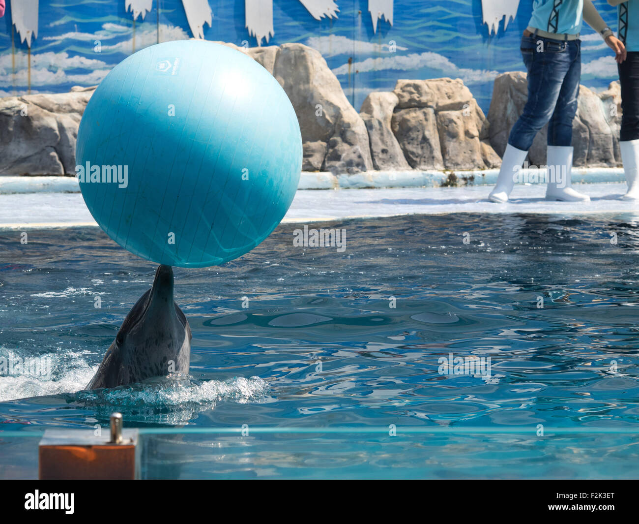 Ausgebildeten Delphin mit einem Ball spielen Stockfoto