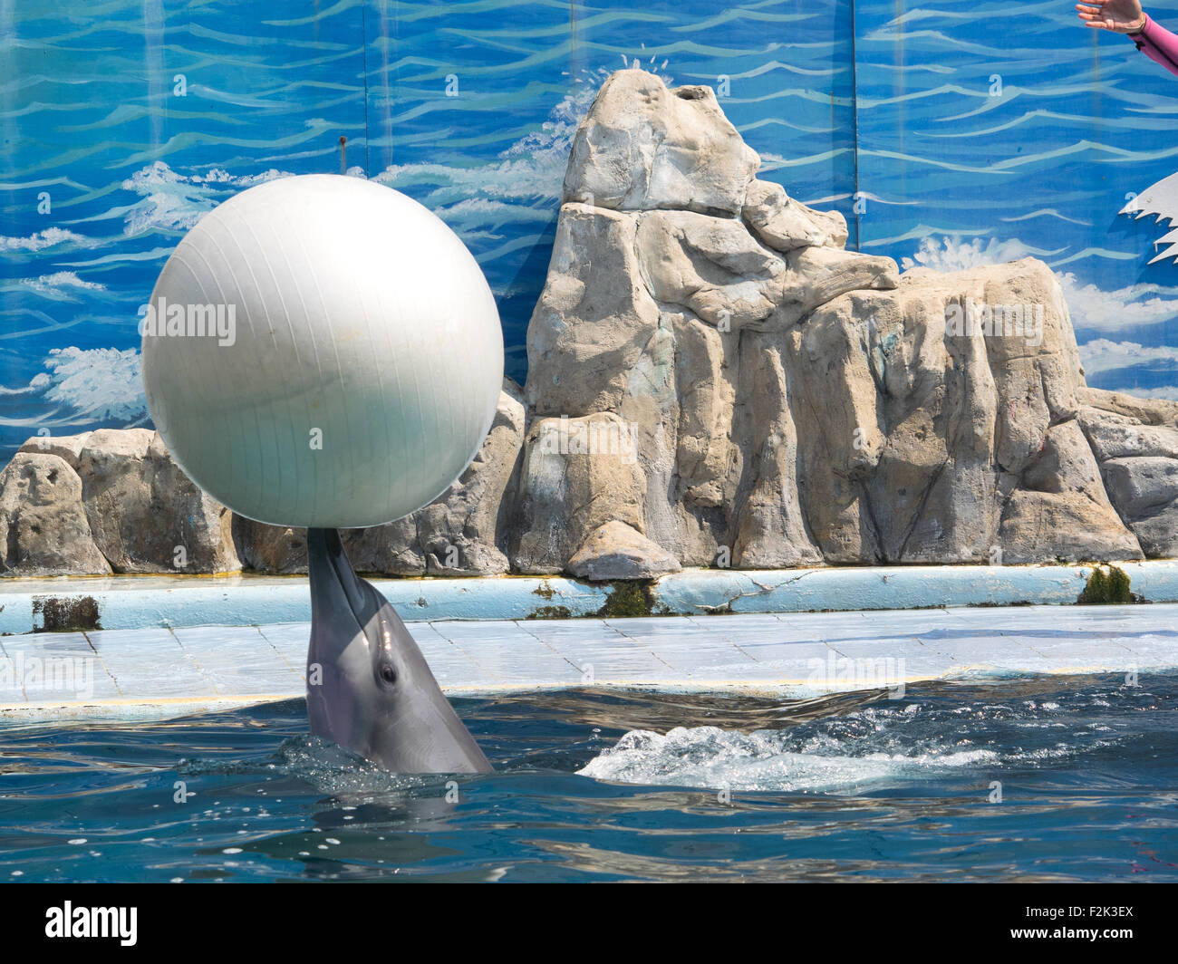 Ausgebildeten Delphin mit einem Ball spielen Stockfoto