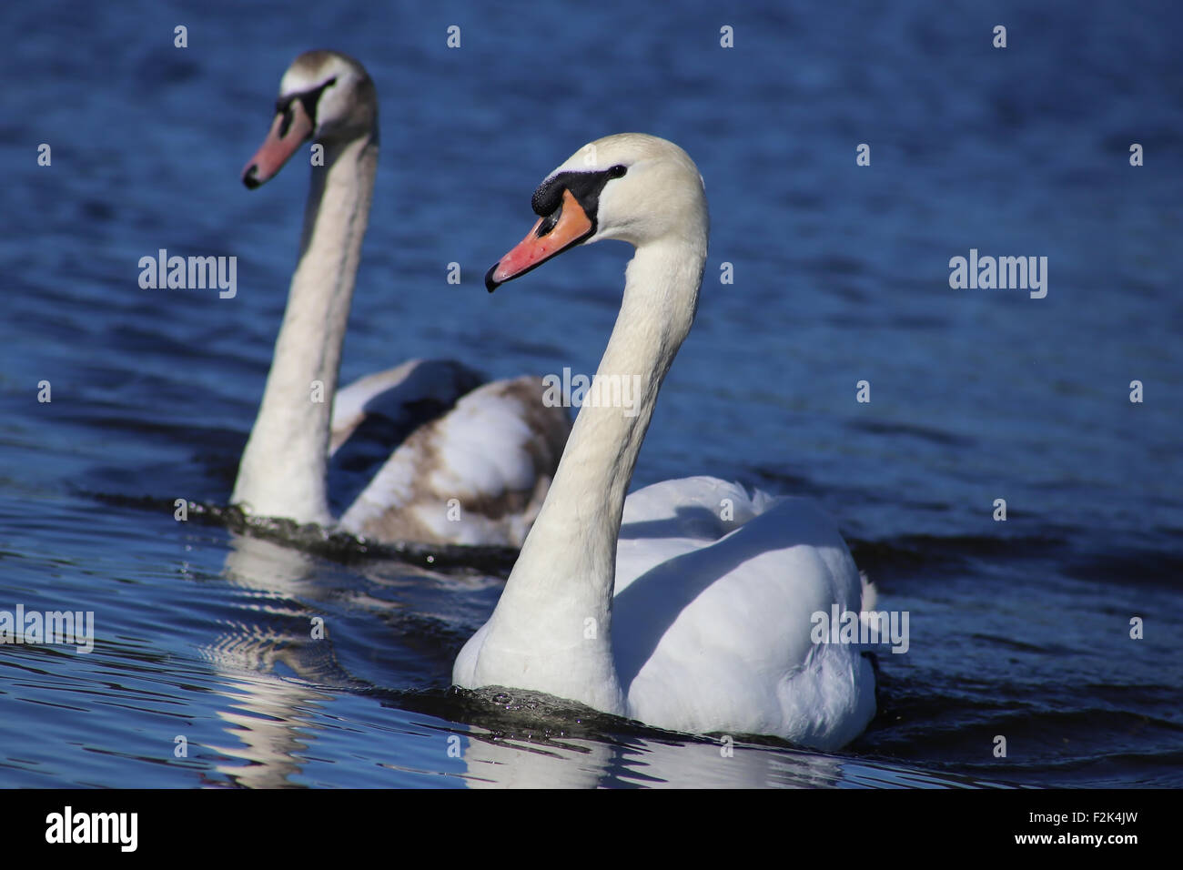 Zwei Schwäne Stockfoto