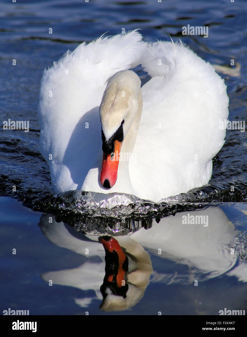 Höckerschwan auf dem Wasser Stockfoto