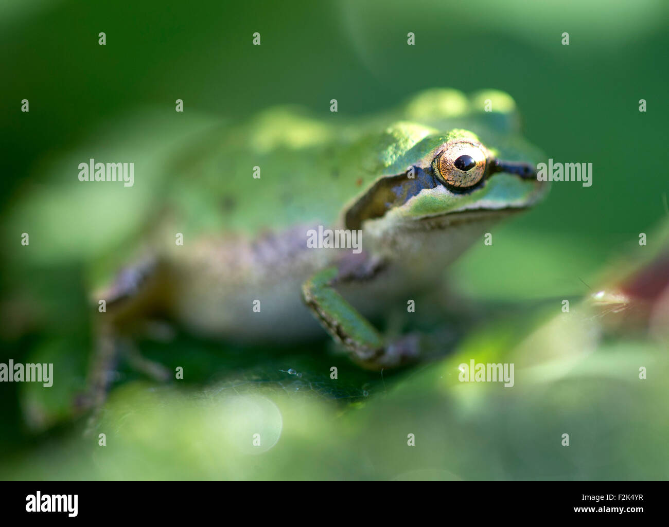 Roseburg, Oregon, USA. 20. Sep, 2015. Ein kleines, aber mollig Pacific Laubfrosch sitzt auf dem Tau befeuchtet Blatt einer Erdbeere Pflanze außerhalb eines Hauses in der Nähe von Roseburg im südwestlichen Oregon. © Robin Loznak/ZUMA Draht/Alamy Live-Nachrichten Stockfoto