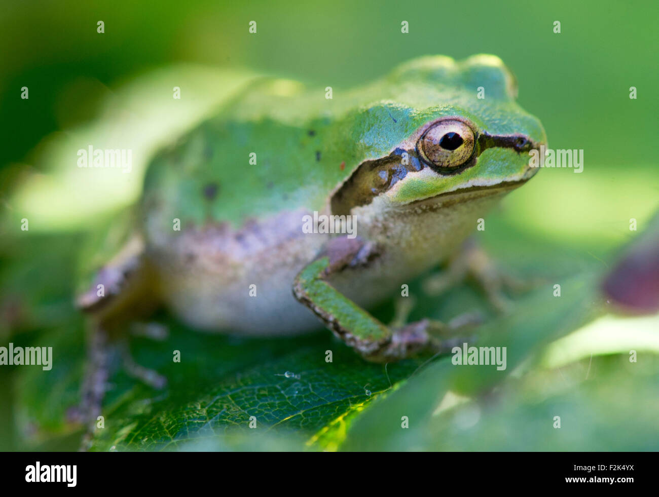 Roseburg, Oregon, USA. 20. Sep, 2015. Ein kleines, aber mollig Pacific Laubfrosch sitzt auf dem Tau befeuchtet Blatt einer Erdbeere Pflanze außerhalb eines Hauses in der Nähe von Roseburg im südwestlichen Oregon. © Robin Loznak/ZUMA Draht/Alamy Live-Nachrichten Stockfoto