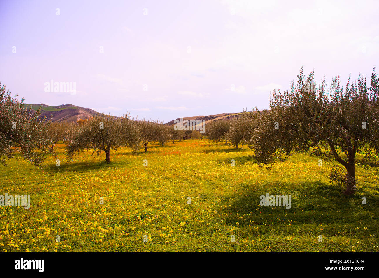 Ansicht der sizilianischen Landschaft in die Frühjahrssaison, Olivenbäume und bunte Blumen Stockfoto