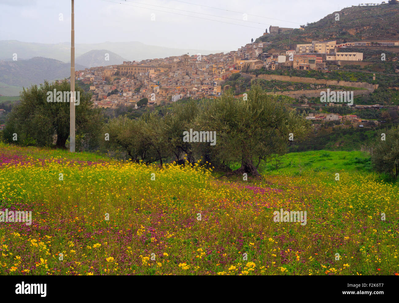 Ansicht der sizilianischen Landschaft in die Frühjahrssaison, Olivenbäume und bunte Blumen Stockfoto