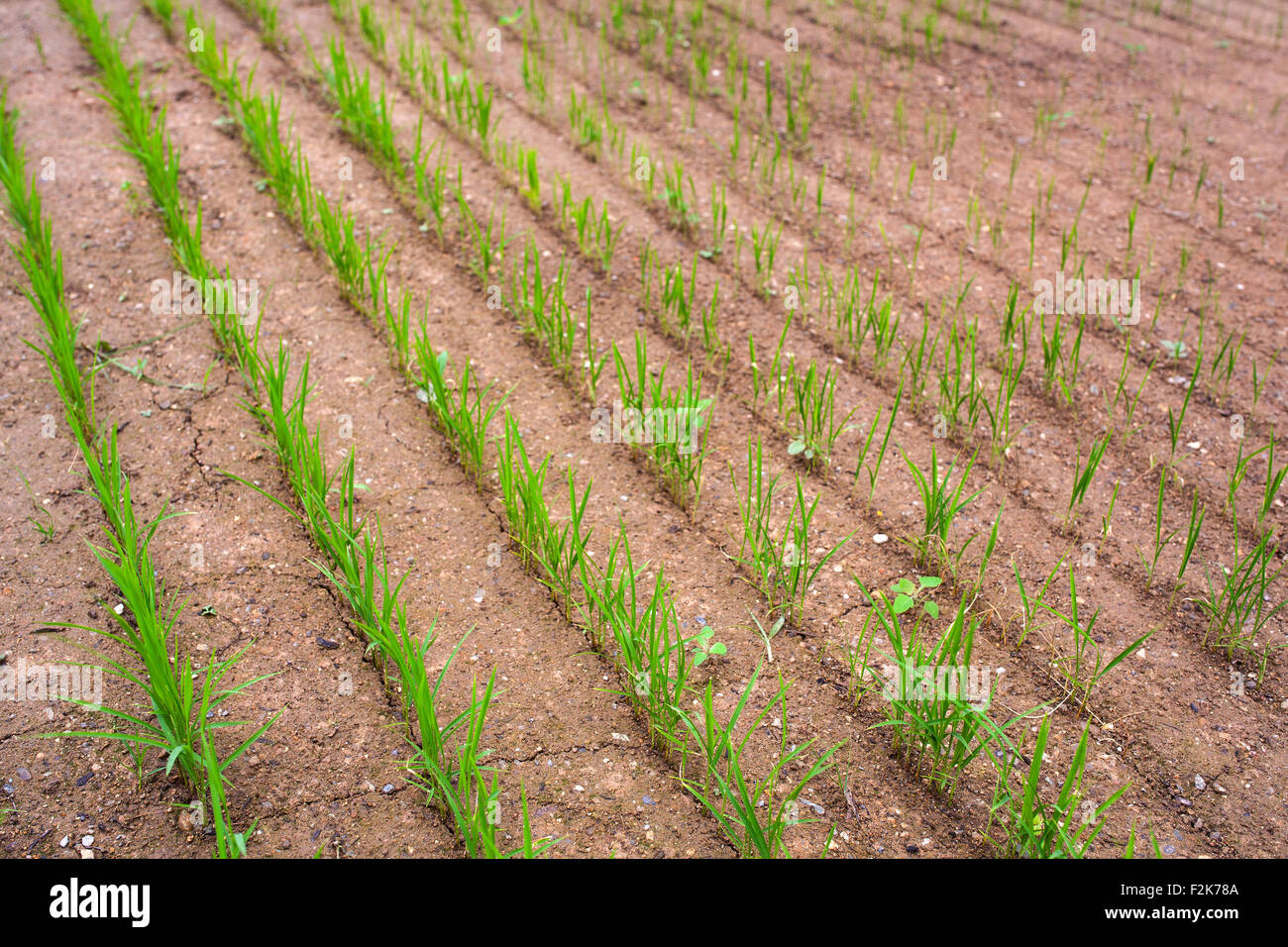 Blick auf Reis-Plantage in der farm Stockfoto