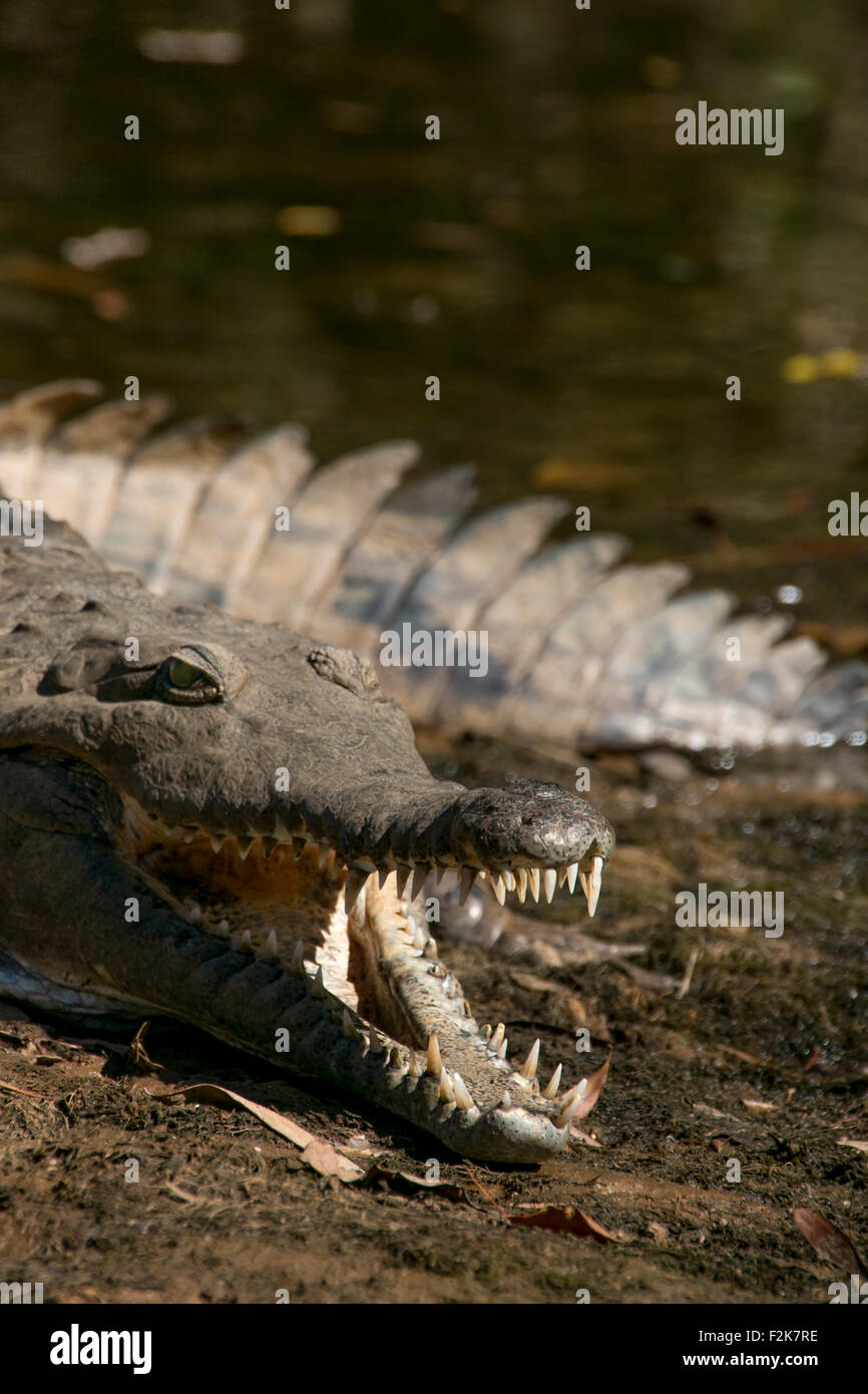 Durch den Fluss hängen Stockfoto