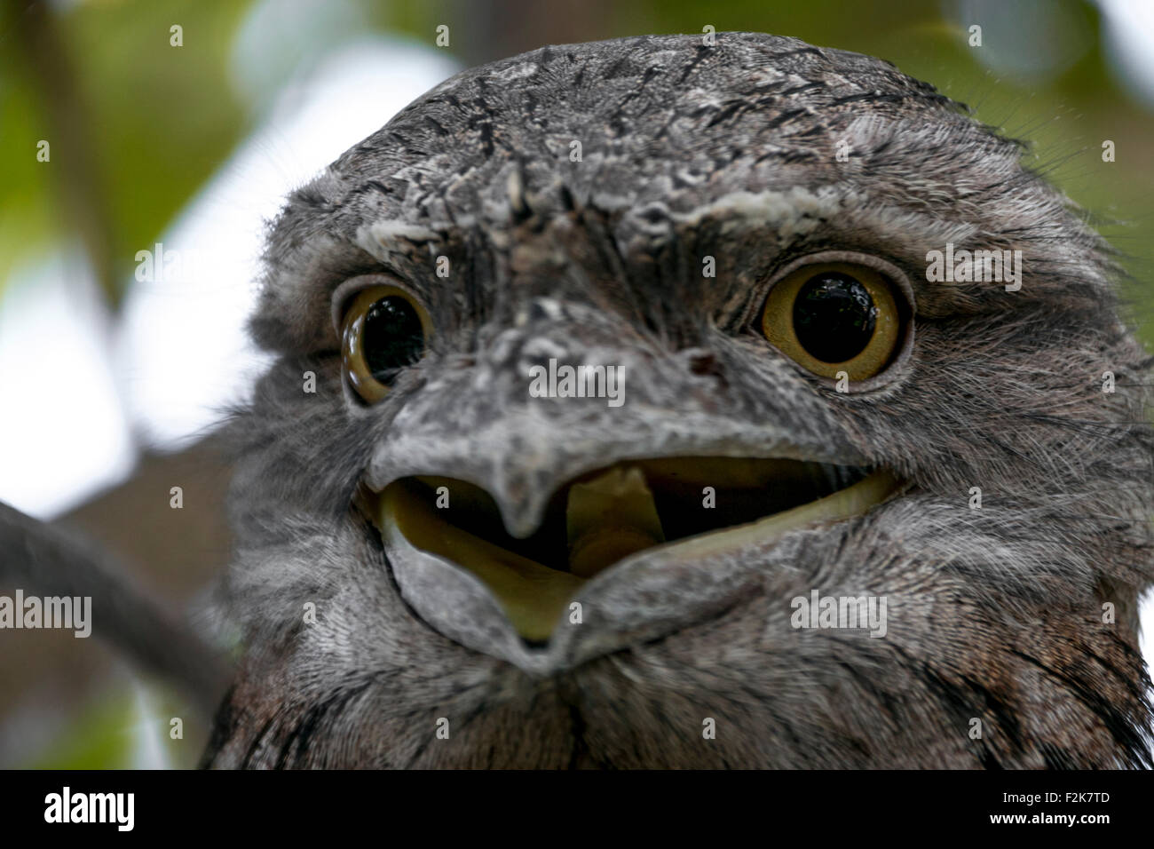 Tawny Frogmouth hautnah Stockfoto