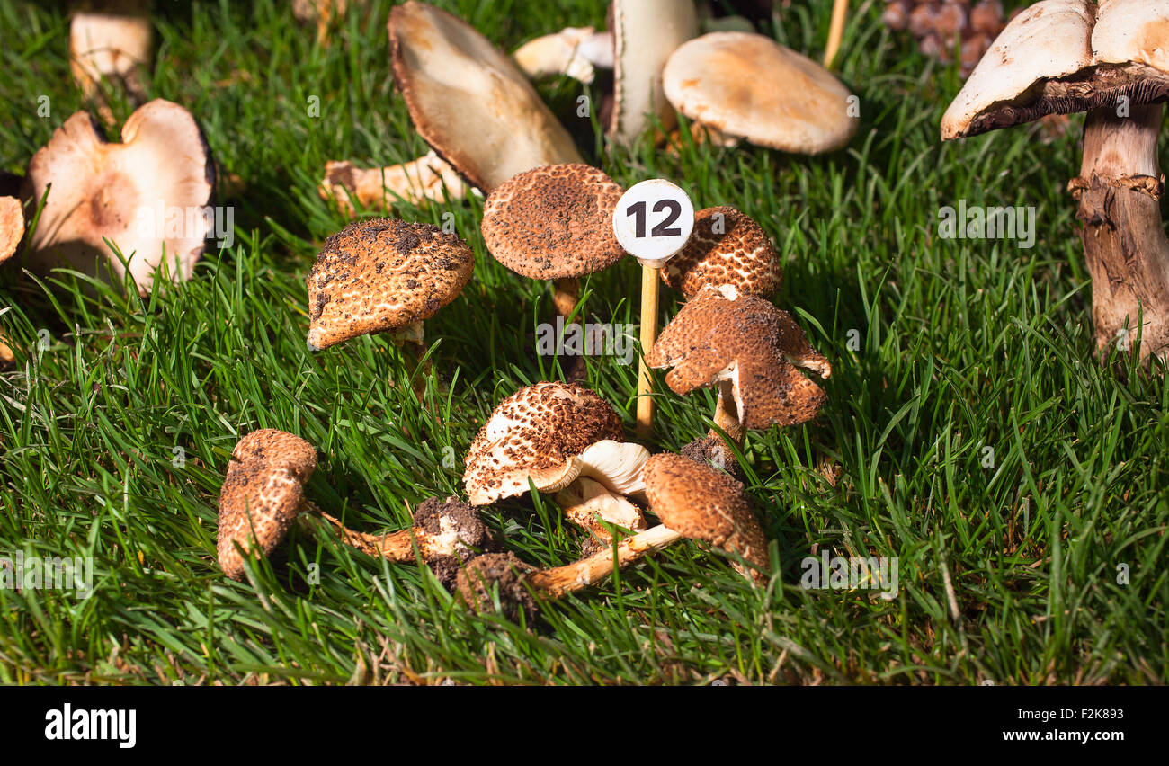 Nahaufnahme von Pilz Echinoderma Asperum - ungenießbar Stockfoto