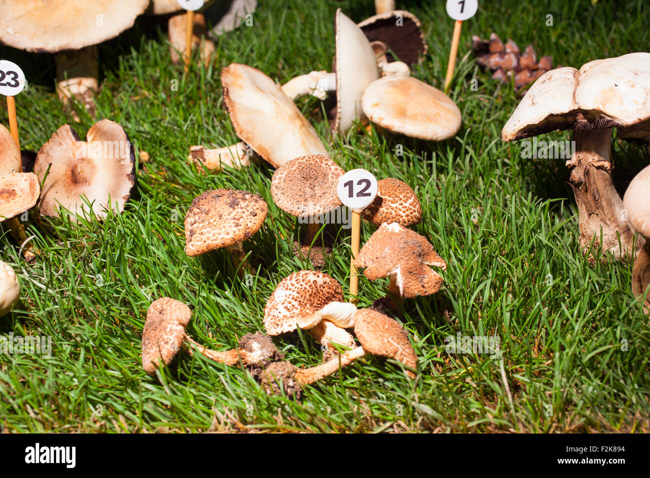 Nahaufnahme von Pilz Echinoderma Asperum - ungenießbar Stockfoto