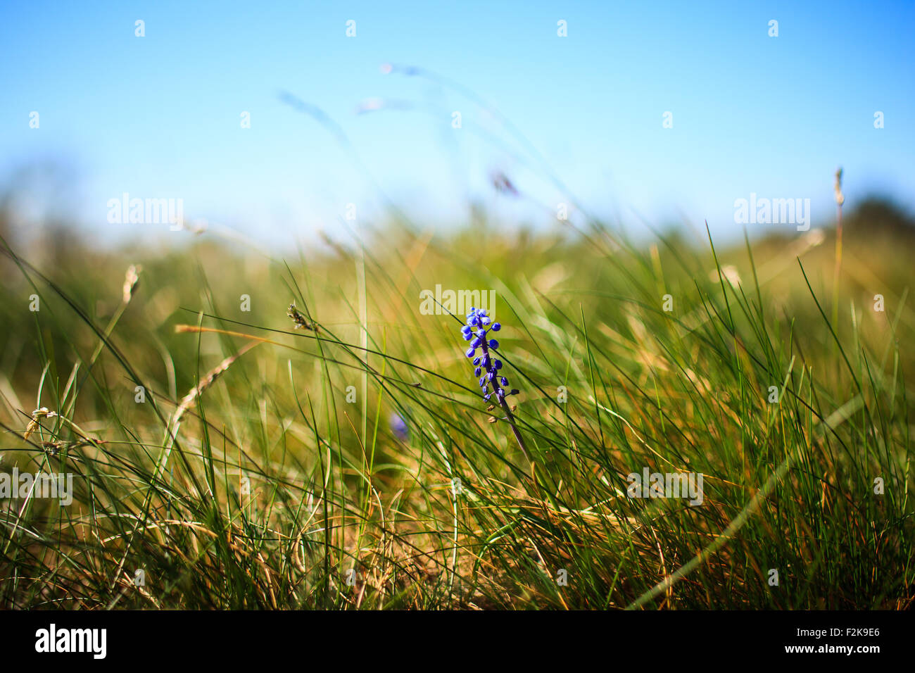 Blume Muscari Neglectum, ausdauernde Zwiebelgewächs, eine von mehreren Arten und Gattungen bekannt als Trauben Hyazinthe und in besonders Stockfoto