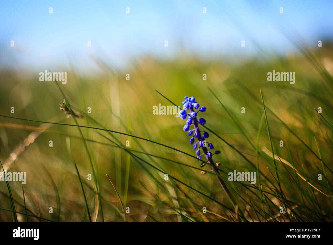 Blume Muscari Neglectum, ausdauernde Zwiebelgewächs, eine von mehreren Arten und Gattungen bekannt als Trauben Hyazinthe und in besonders Stockfoto