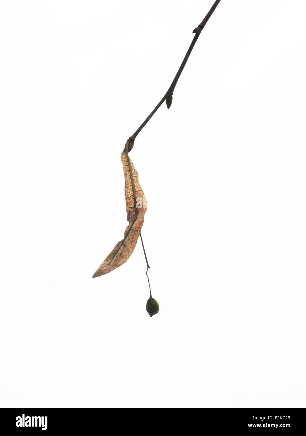 Trockenen Herbst Blatt Detail isoliert auf weiss Stockfoto