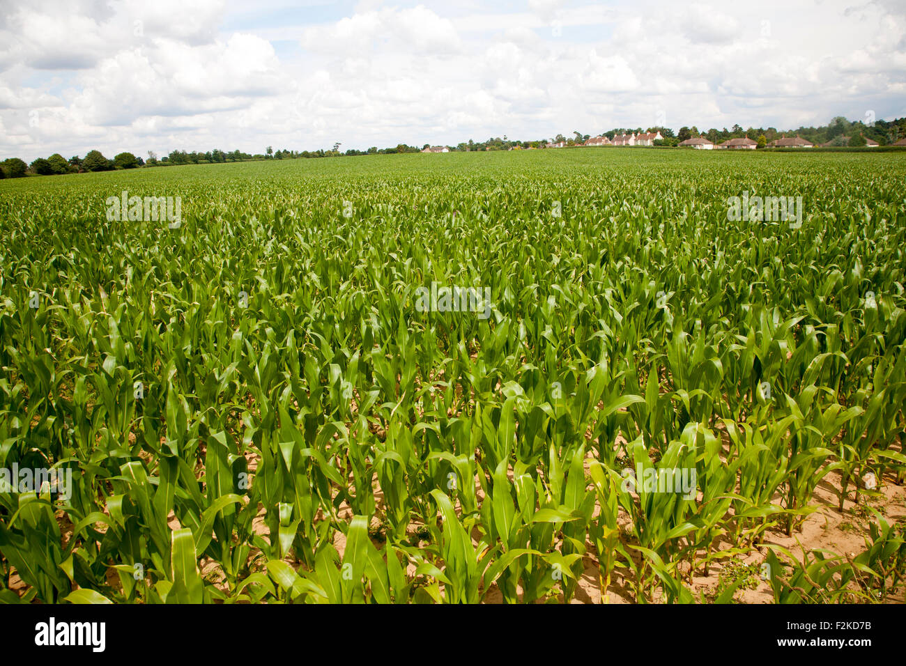 Bereich junge Ernte Mais oder Mais wächst in Sutton, Suffolk, England, UK Stockfoto