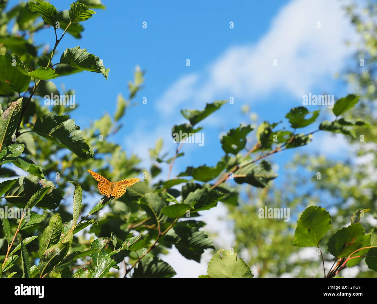 Schmetterling im Wald Stockfoto