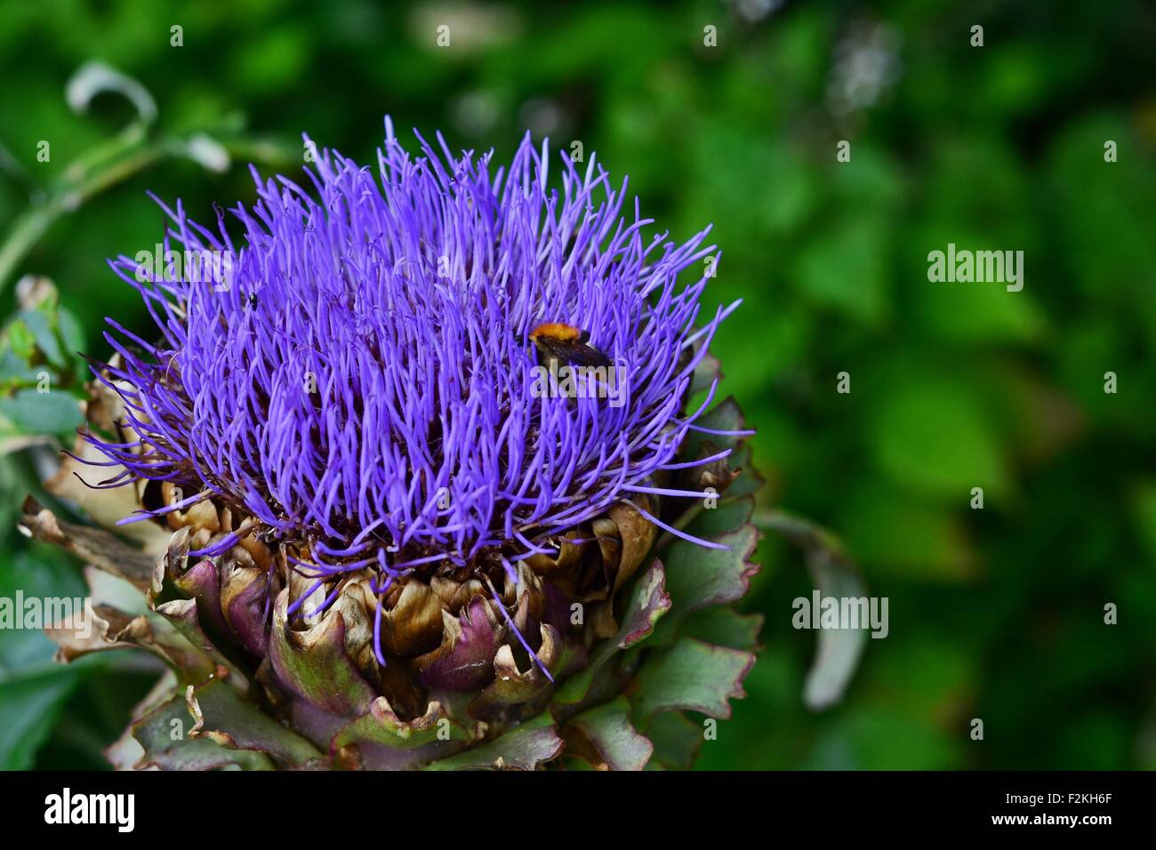 Biene auf große Distel Stockfoto