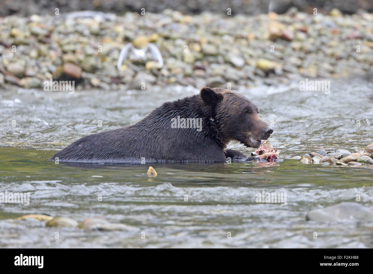 Grizzly Bären essen Lachs in einem Fluss in British Columbia Stockfoto