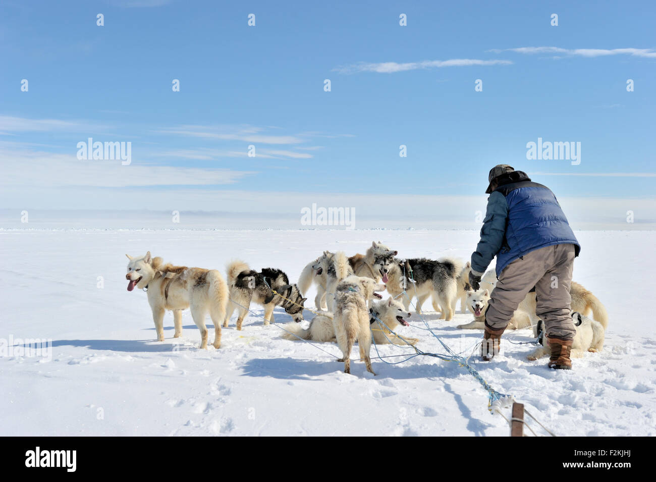 Inuit entwirren die Linien der Husky Schlittenhunde auf Eisschollen, Baffin Bay, Nunavut, Kanada. Stockfoto