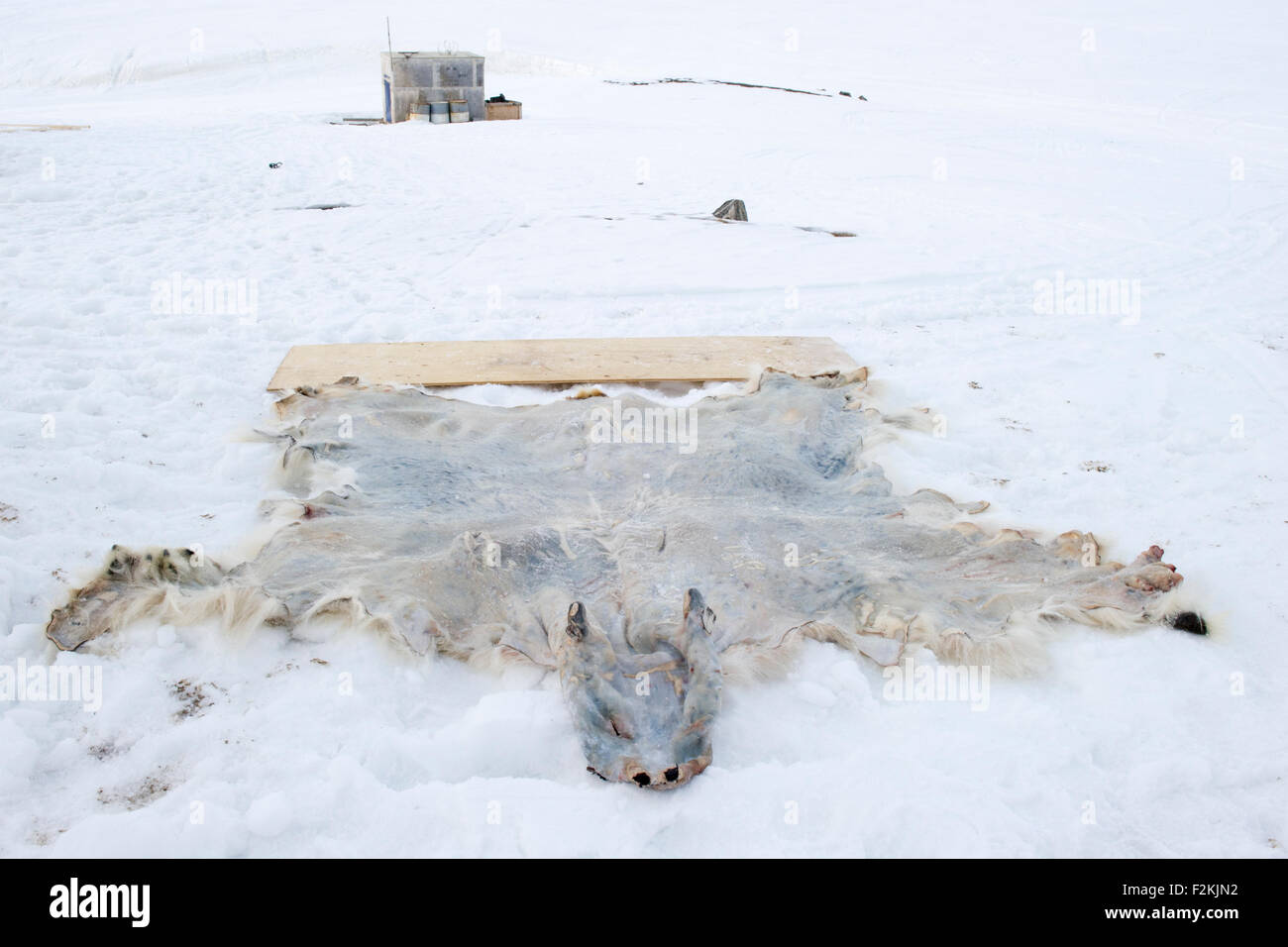 Dehnen Eisbär (Ursus Maritimes) ausblenden, Pelz, trocknen im Schnee nach Jagd, Baffinbucht, Nunavut, Kanada. Stockfoto