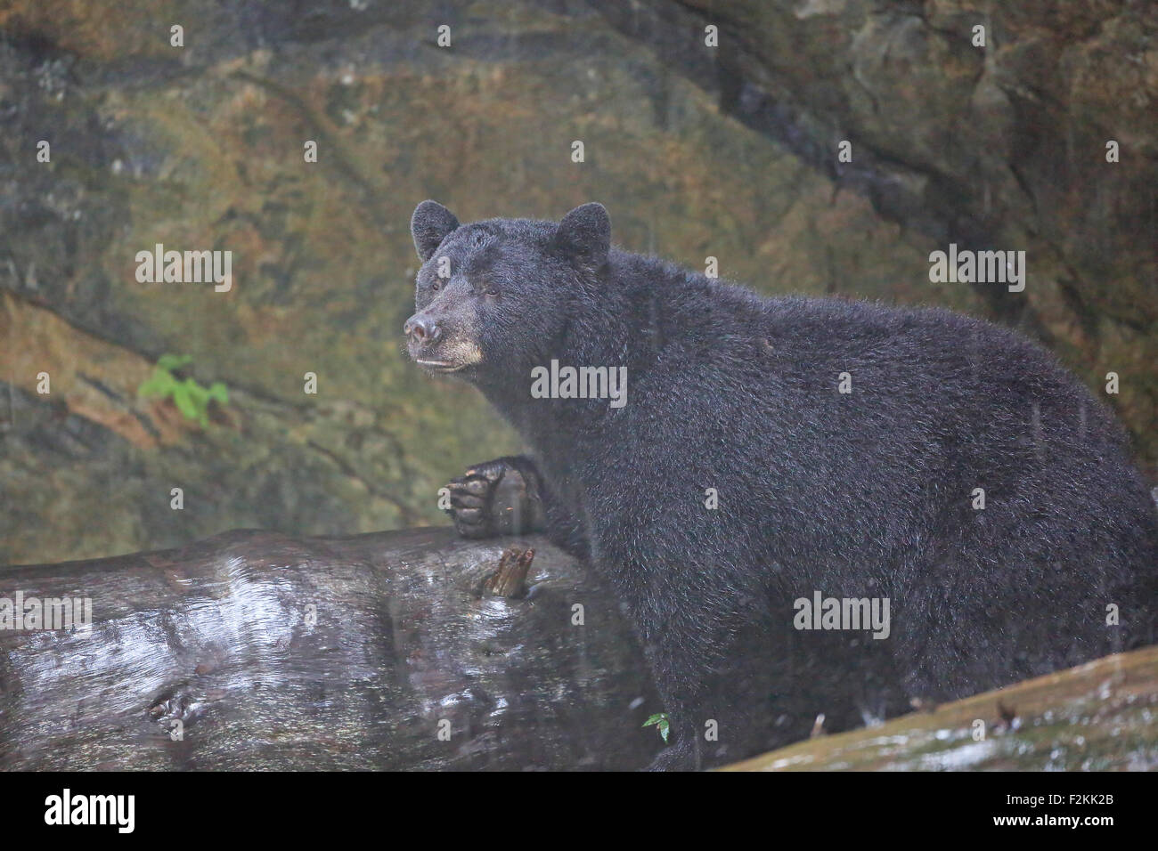 Schwarzer Bär neben einem umgestürzten Baum Stockfoto