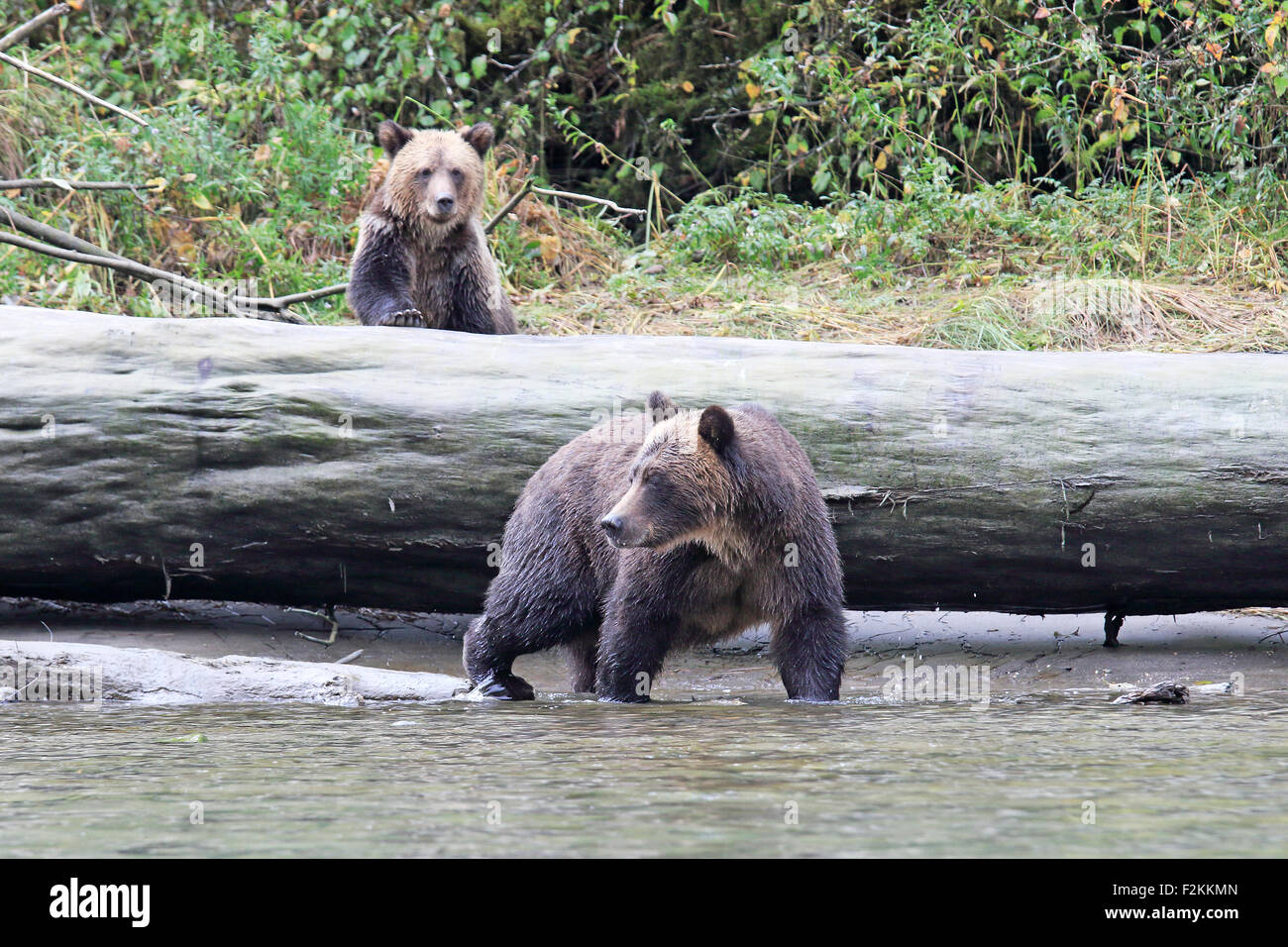 Grizzlybären-Mutter und Jungtier auf einem Fluss bank Britisch-Kolumbien Stockfoto