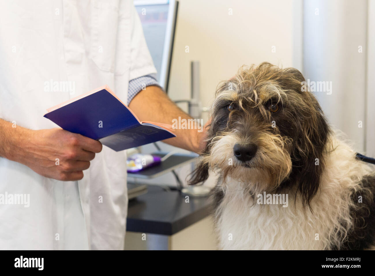 Hund auf dem Tisch durch den Tierarzt Stockfoto