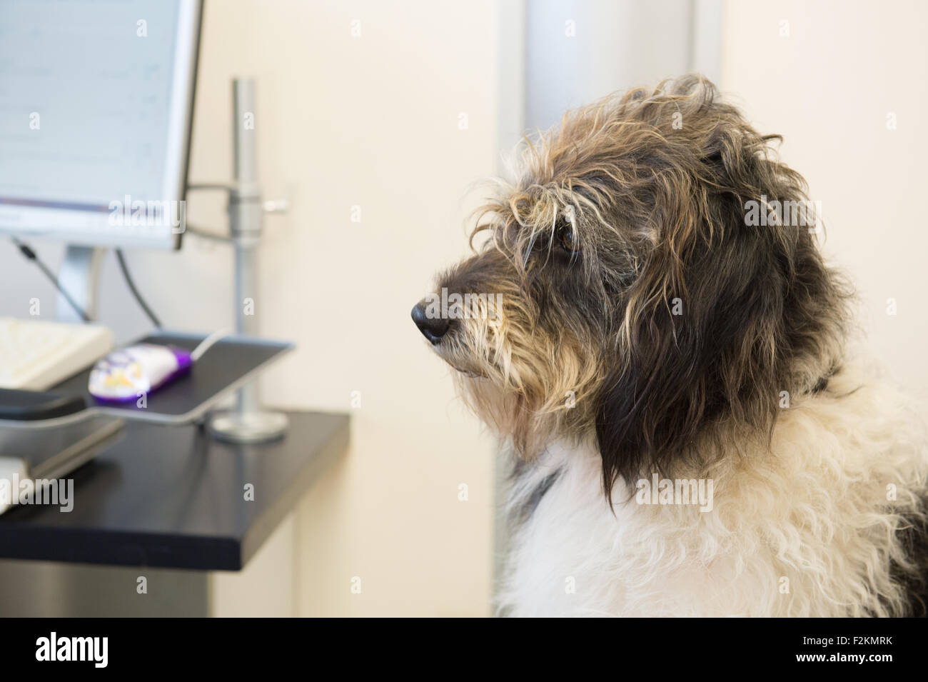Hund auf dem Tisch durch den Tierarzt Stockfoto