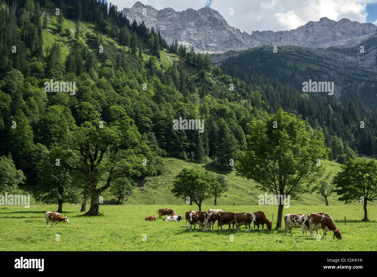 Kühe zwischen Ahornbäumen, Ahornboden, Eng, Eng-Alm, Karwendel, Tirol, Österreich Stockfoto