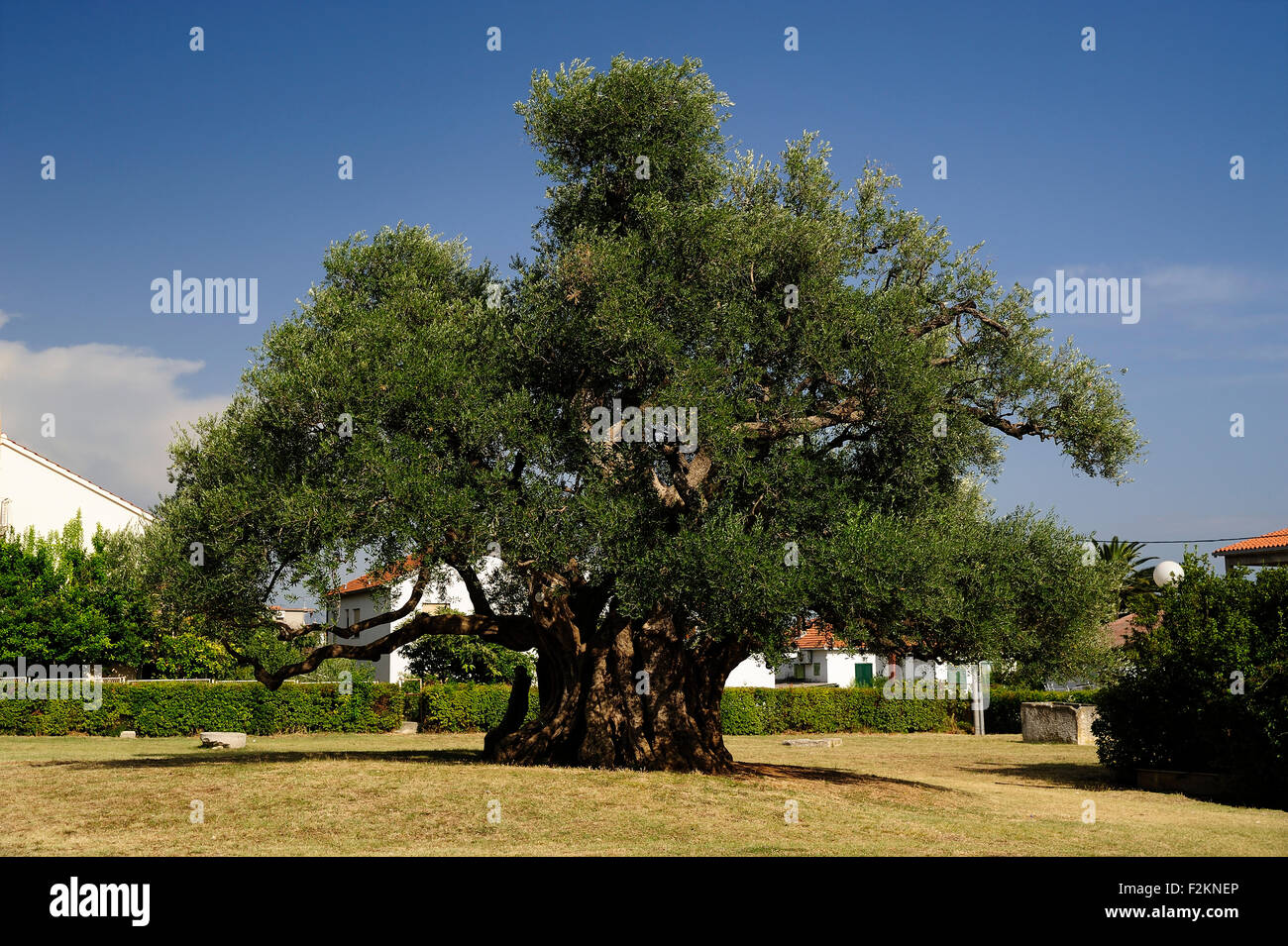 Kroatien, Kastela, Kastel Novi, 1500 Jahre alten Olivenbaum Stockfotografie  - Alamy