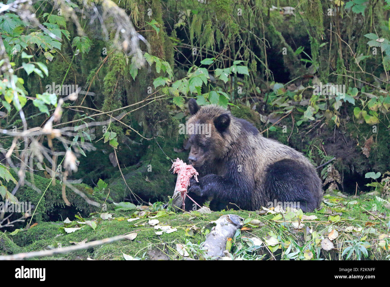 Grizzly Bear Cub essen Lachs unter vegetation Stockfoto