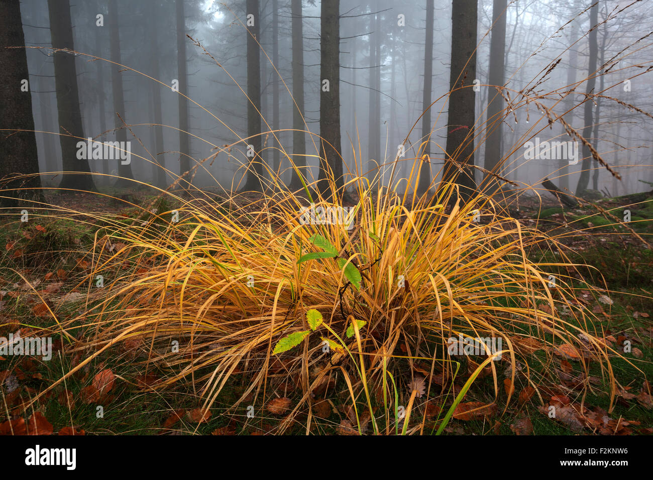 Herbst-farbigen Rasen, Bäume im Wald hinter, im Nebel, Herbstwald, Baden-Württemberg, Deutschland Stockfoto