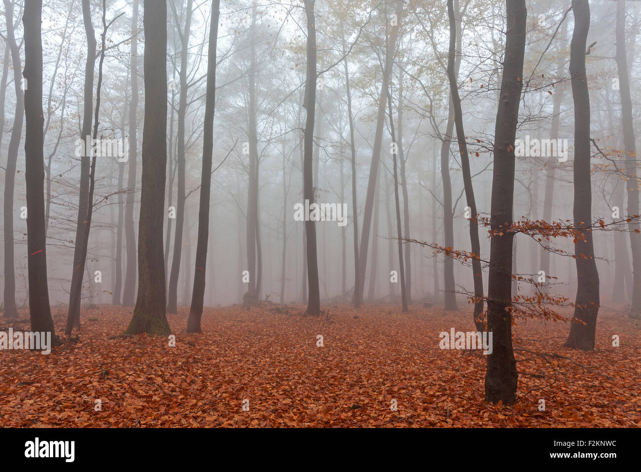 Herbstlichen Wald im Nebel, farbige Blätter auf den Waldboden, herbstlichen Wald, Bäume, Baden-Württemberg, Deutschland Stockfoto