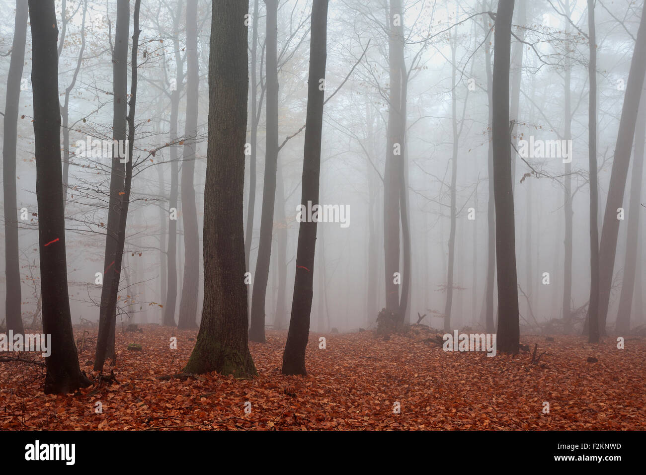 Herbstlichen Wald im Nebel, farbige Blätter auf den Waldboden, herbstlichen Wald, Bäume, Baden-Württemberg, Deutschland Stockfoto