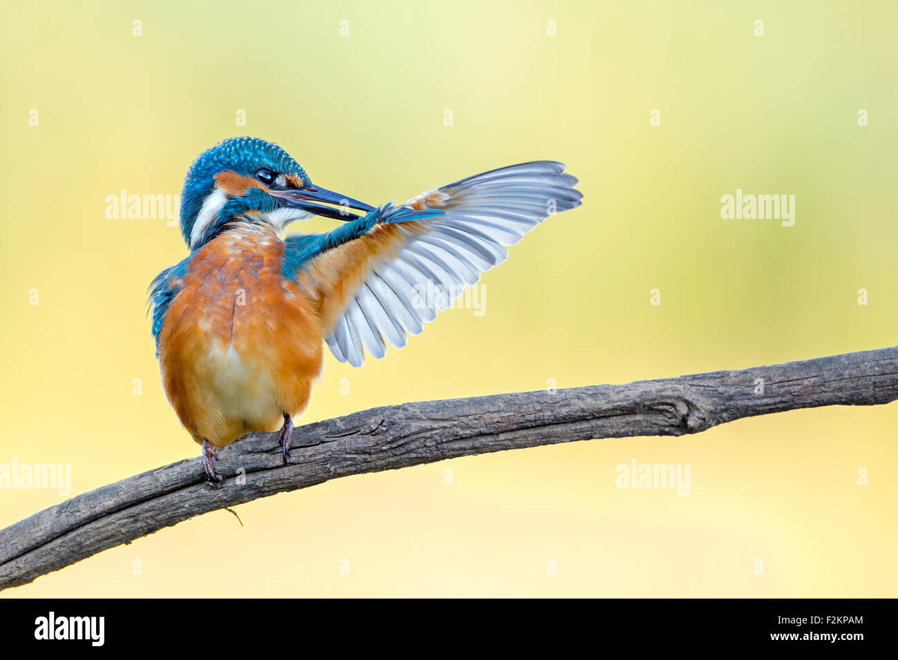 Eisvogel (Alcedo Atthis), putzen, mittlere Elbe-Biosphärenreservat, Sachsen-Anhalt, Deutschland Stockfoto