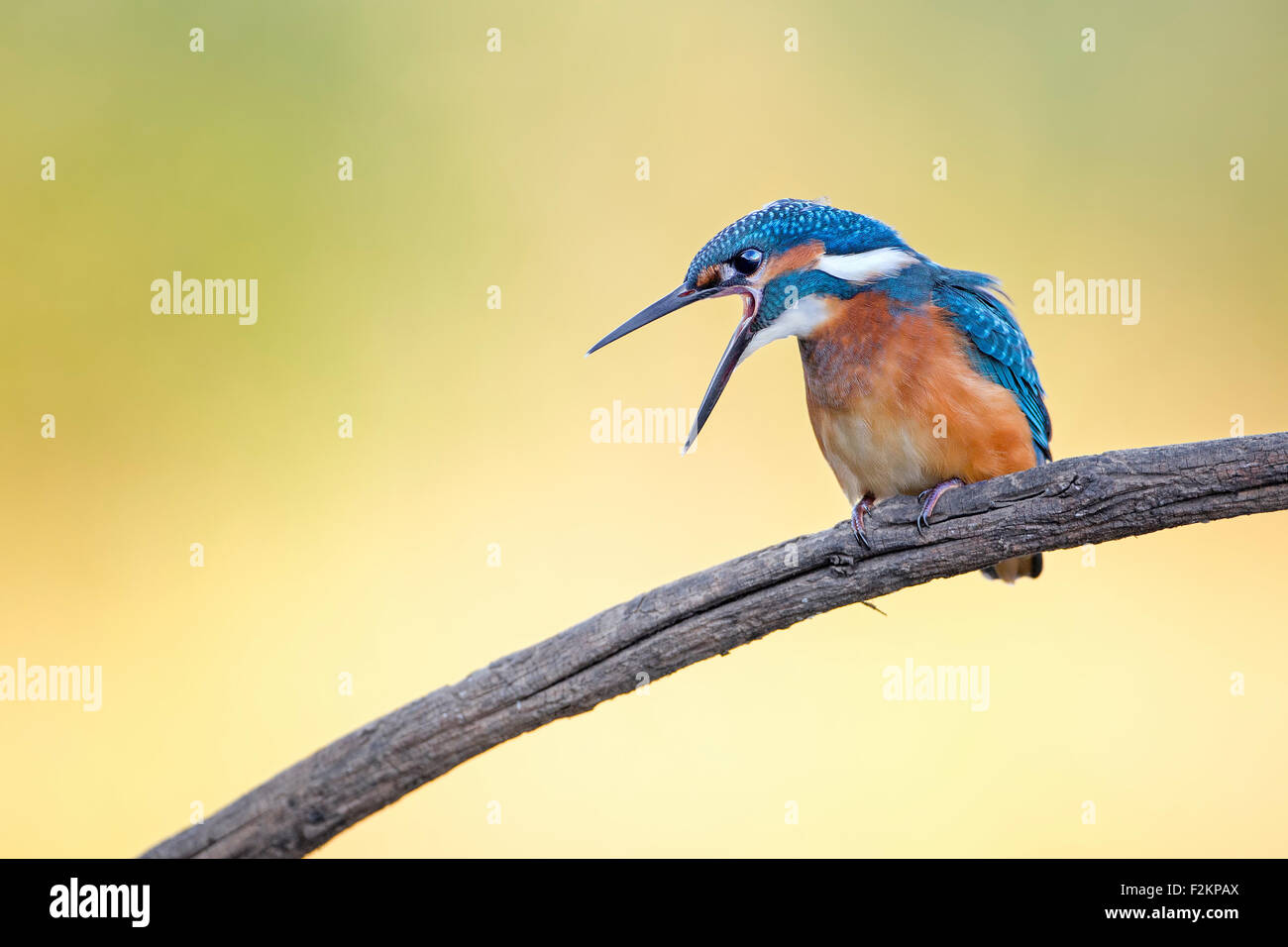 Eisvogel (Alcedo Atthis) auf einem Ast, mittlere Elbe-Biosphärenreservat, Sachsen-Anhalt, Deutschland Stockfoto