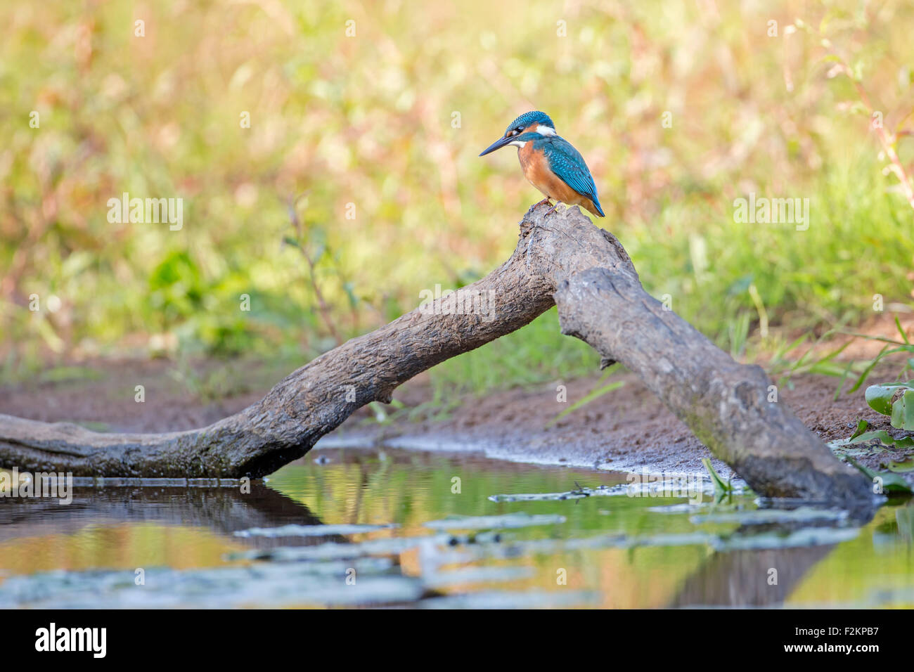 Eisvogel (Alcedo Atthis), Lebensraum, mittlere Elbe-Biosphärenreservat, Sachsen-Anhalt, Deutschland Stockfoto